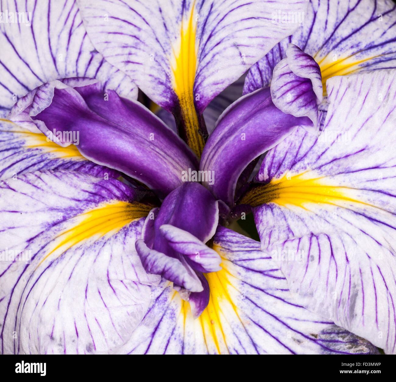 Fleur mauve et blanche au pistil jaune Banque de photographies et d'images  à haute résolution - Alamy