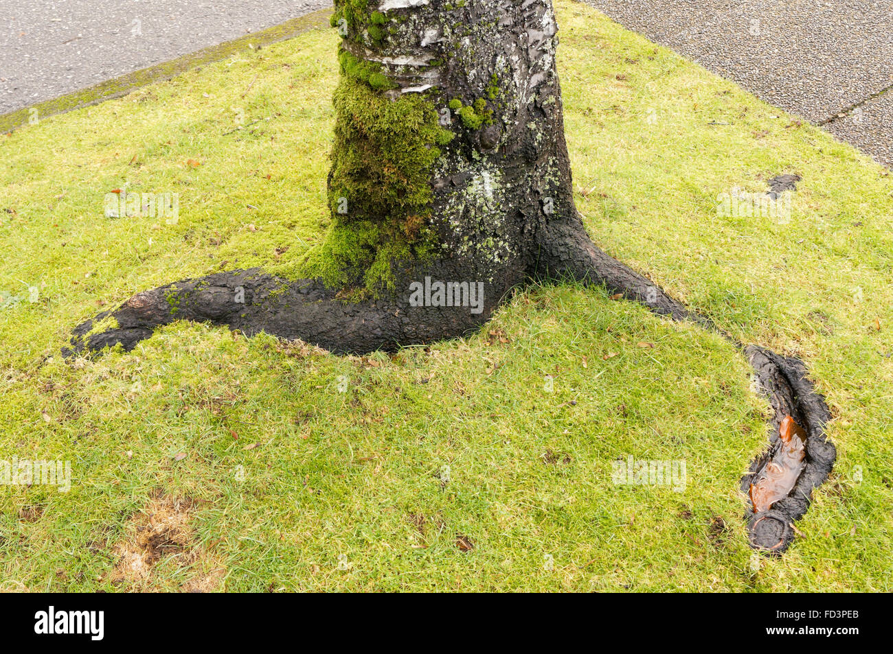 Les racines des arbres courbés et tronc piquer à travers l'herbe verte Banque D'Images