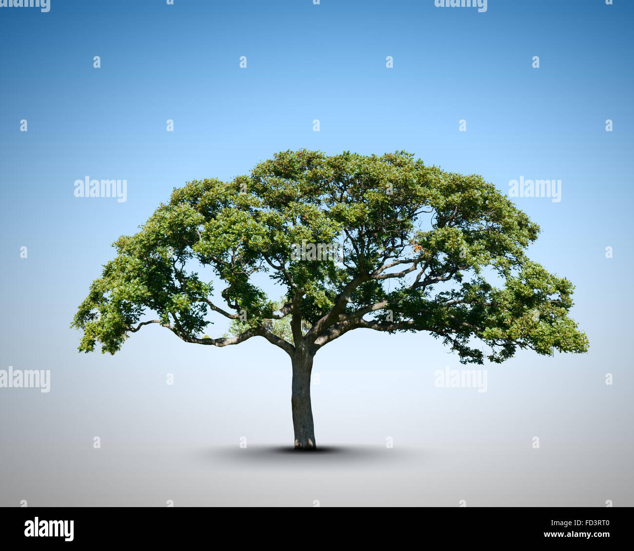 Image conceptuelle de l'arbre vert en forme de cerveau Banque D'Images