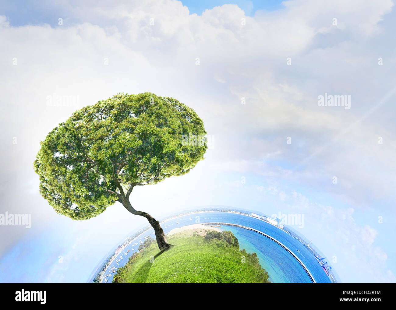 Image conceptuelle de l'arbre vert en forme de cerveau Banque D'Images