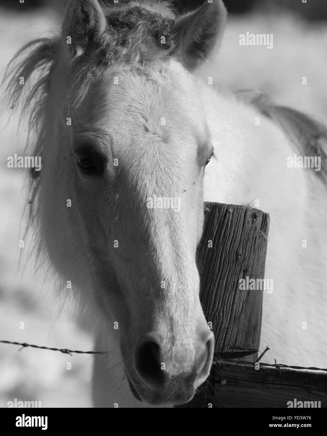 Un couple de chevaux gris dans un champ neigeux à Aspen, Colorado Banque D'Images