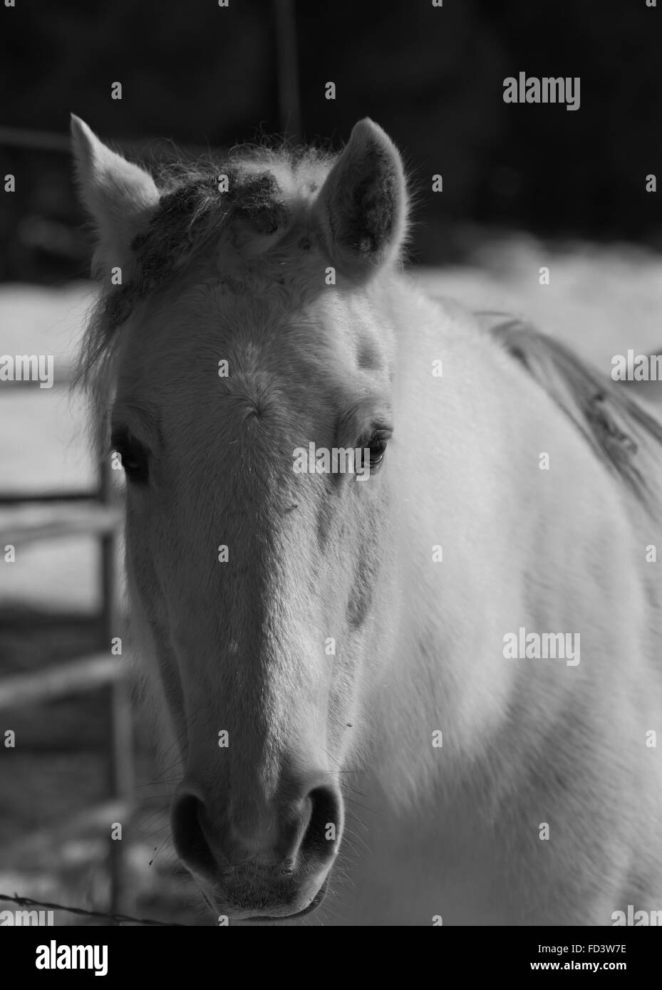 Un couple de chevaux gris dans un champ neigeux à Aspen, Colorado Banque D'Images