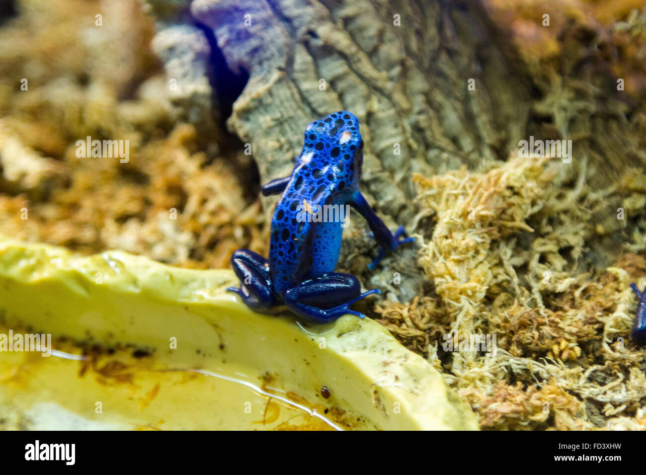 Flèche bleue grenouille (Dendrobates azureus) Banque D'Images