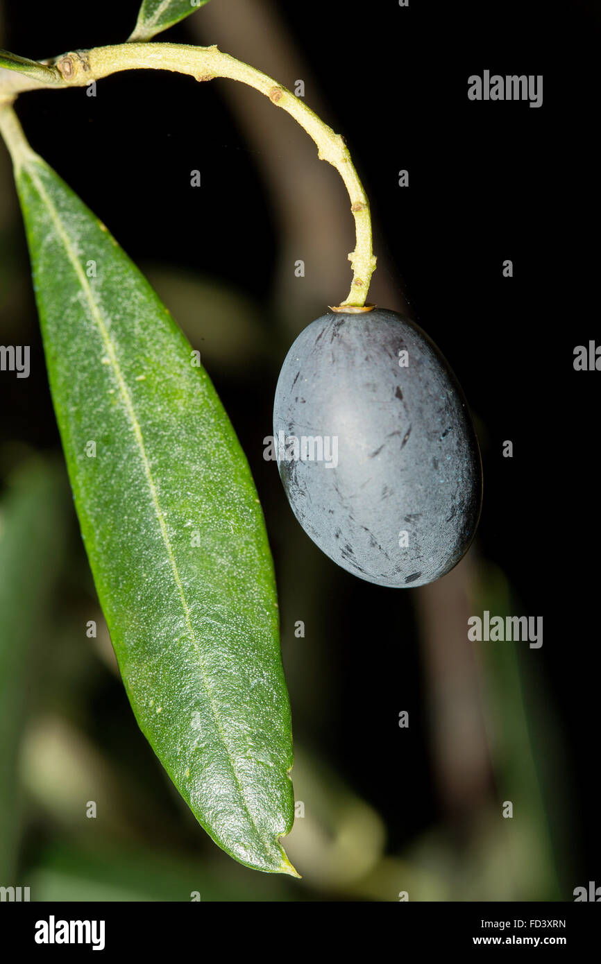 D'un seul gros plan d'olive mûre noire d'un arbre de l'Olea europae Banque D'Images