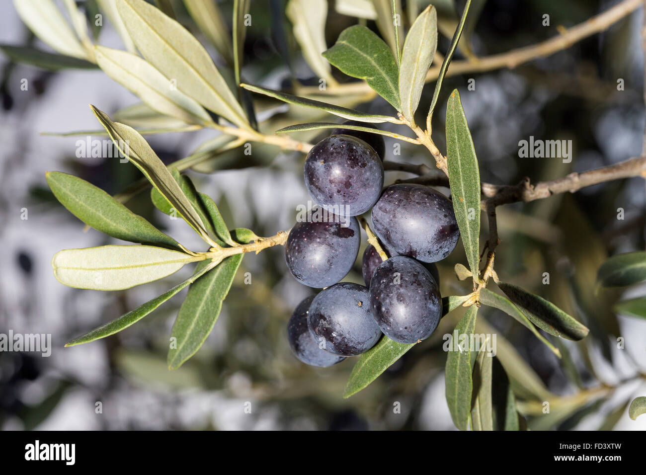 Une charge d'olives mûres noires, Olea europaea, sur une branche Banque D'Images