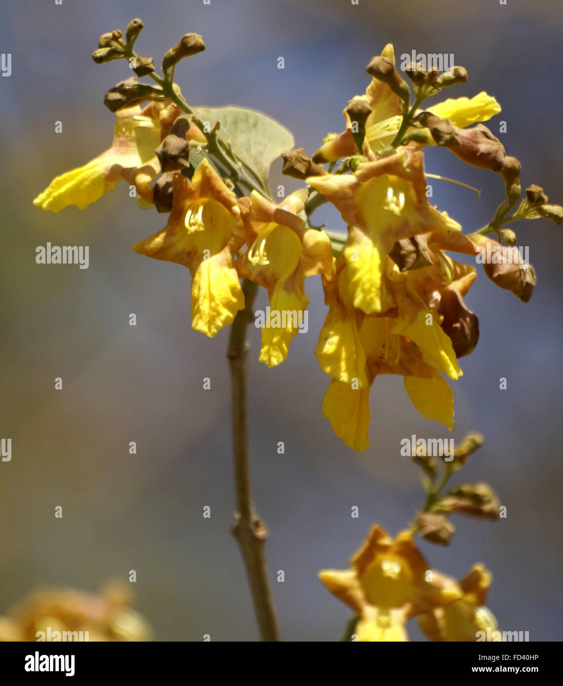 Gmelina arborea, Goomar teck, arbre à feuilles caduques ovales avec feuilles et fleurs jaune teinté de brun, d'une valeur de l'usine de bois Banque D'Images