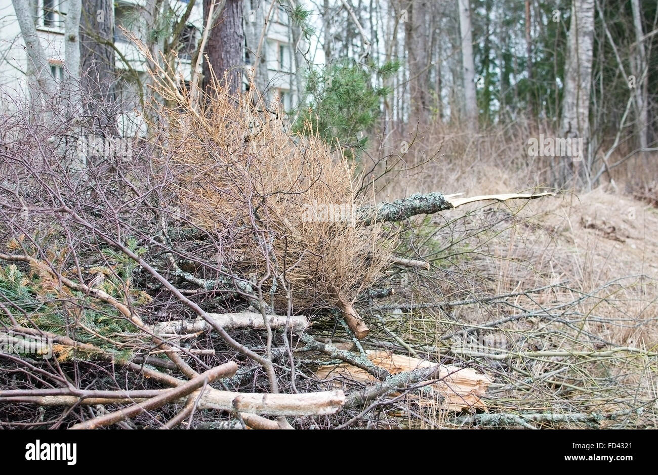 Mis à sécher sur l'arbre de Noël vieux tas de bois en Suède en mars. Banque D'Images