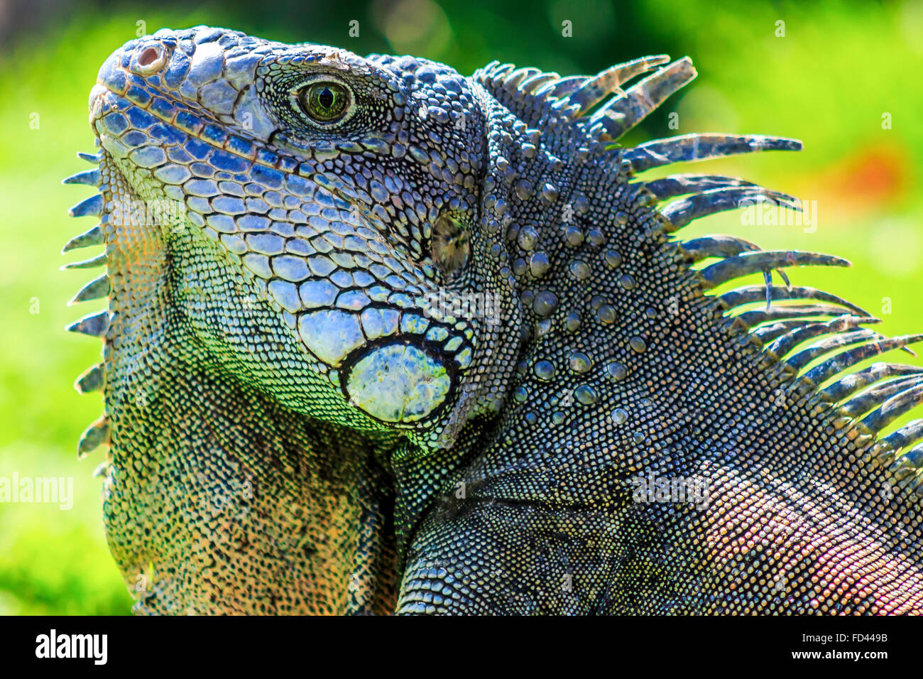 Close up of a green iguana (Iguana iguana) d'épines et de Fanon photographié dans le Parque de las Iguanas, Guayaquil, Équateur Banque D'Images