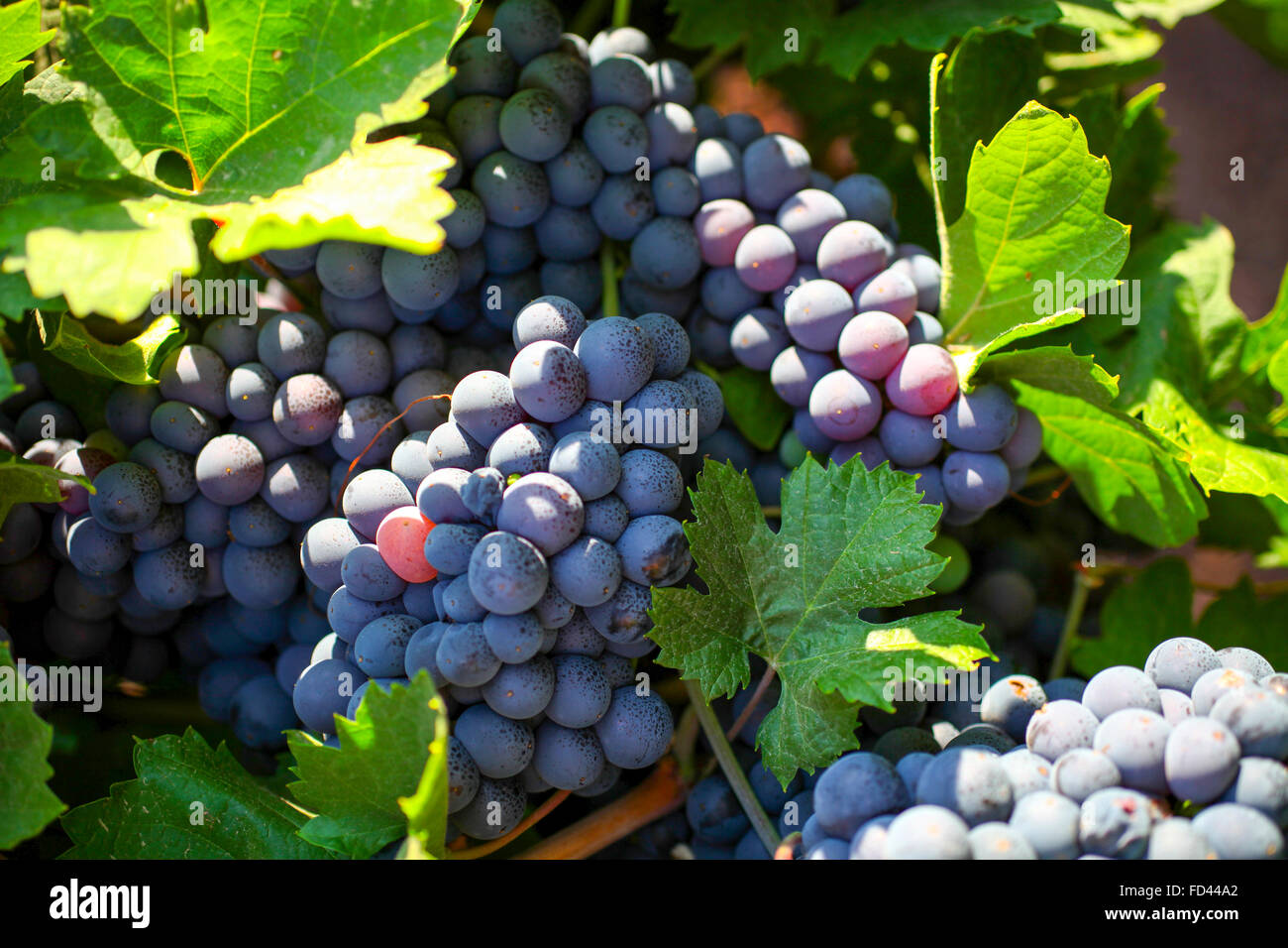 Une grappe de raisin rouge sur une vigne dans un vignoble. Photographié