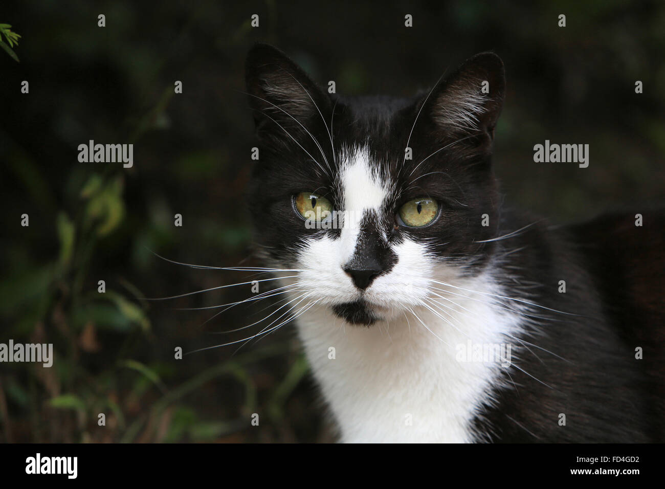 Chat noir et blanc. Banque D'Images