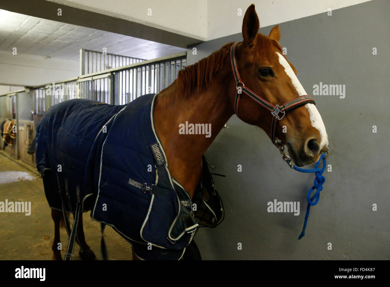 Cheval en stable. Banque D'Images