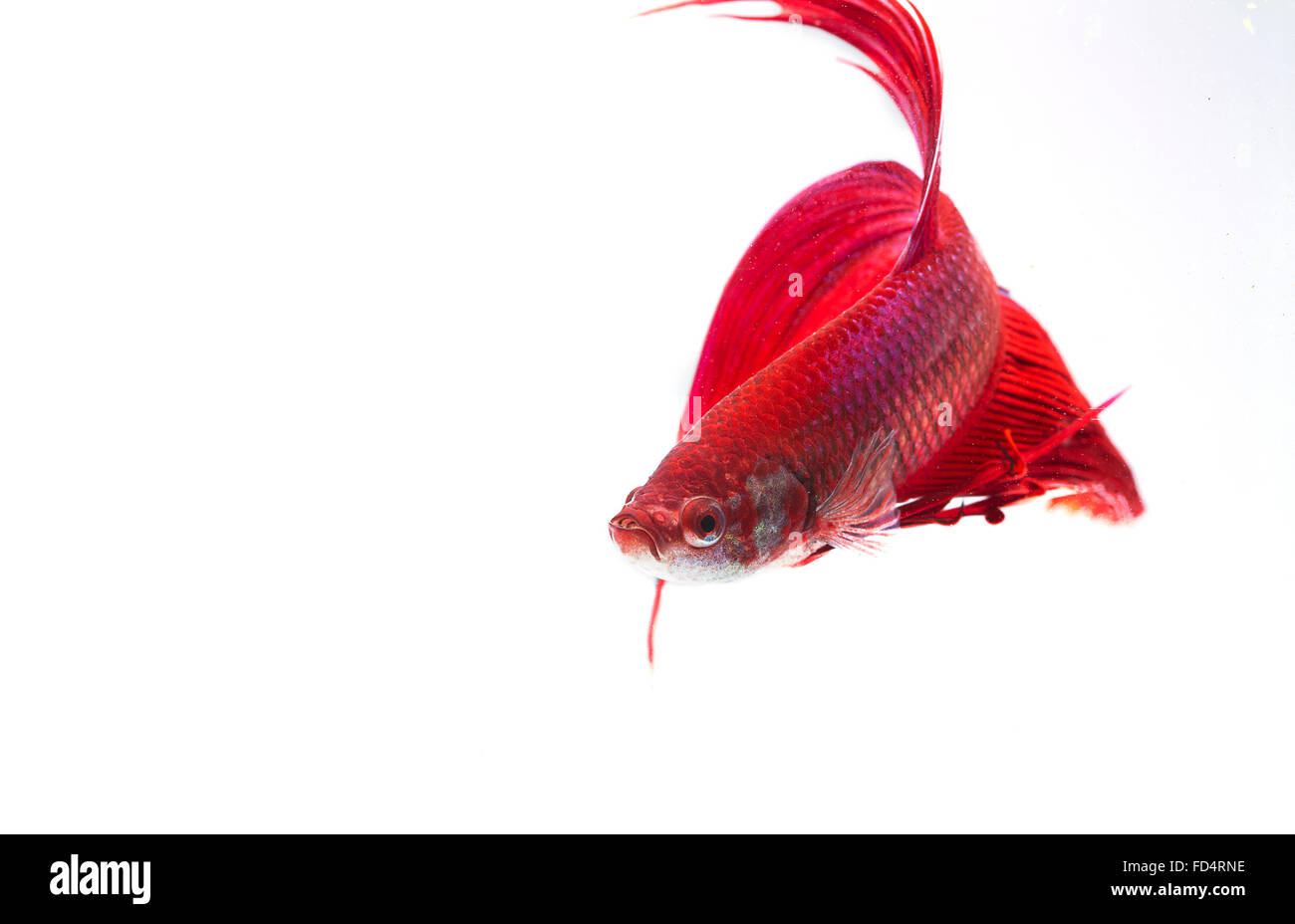 Siamois rouge poisson Betta Splendens (combattant) isolé sur fond blanc. Banque D'Images Siamois rouge poisson Betta Splendens (combattant) isolé sur fond blanc. Banque D'Images
