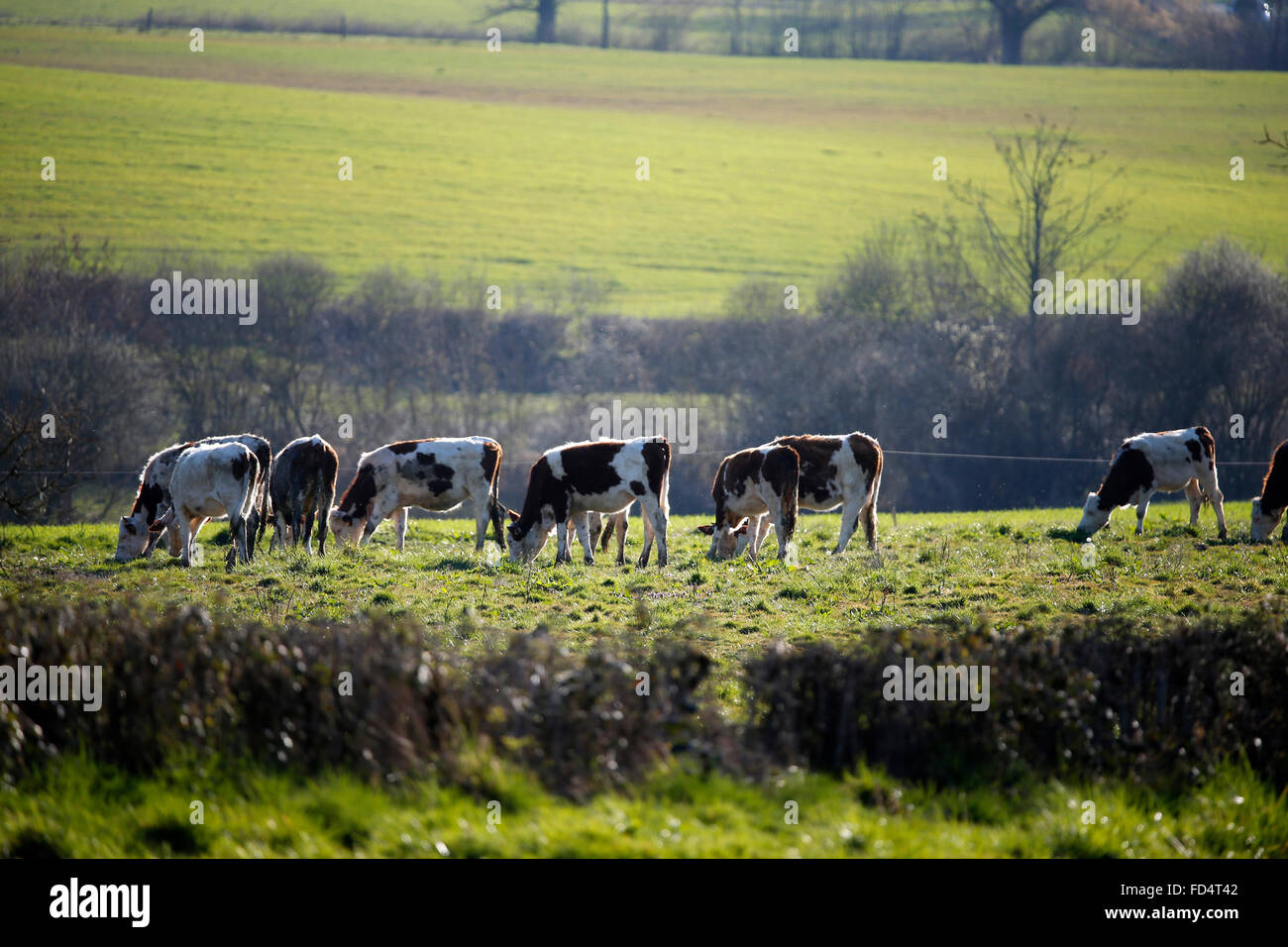 Vaches dans un pré vert. Banque D'Images