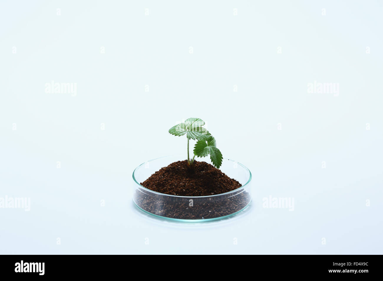 Plante cultivée dans le laboratoire Banque D'Images
