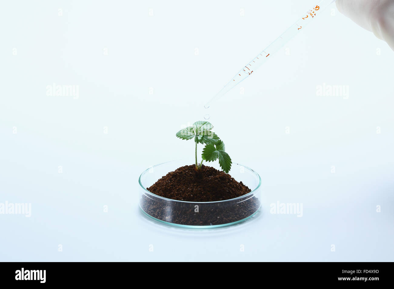 Plante cultivée dans le laboratoire Banque D'Images