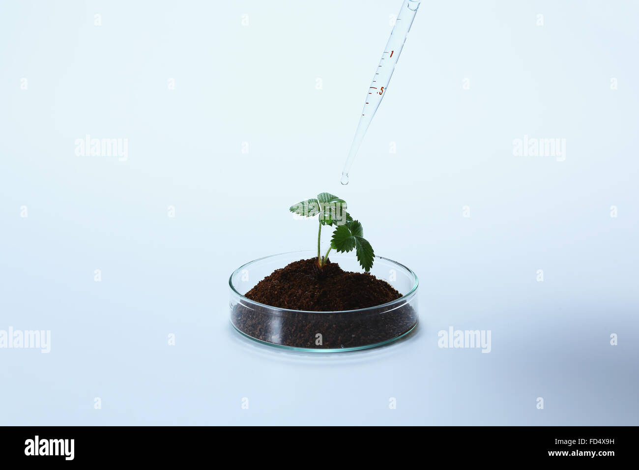 Plante cultivée dans le laboratoire Banque D'Images