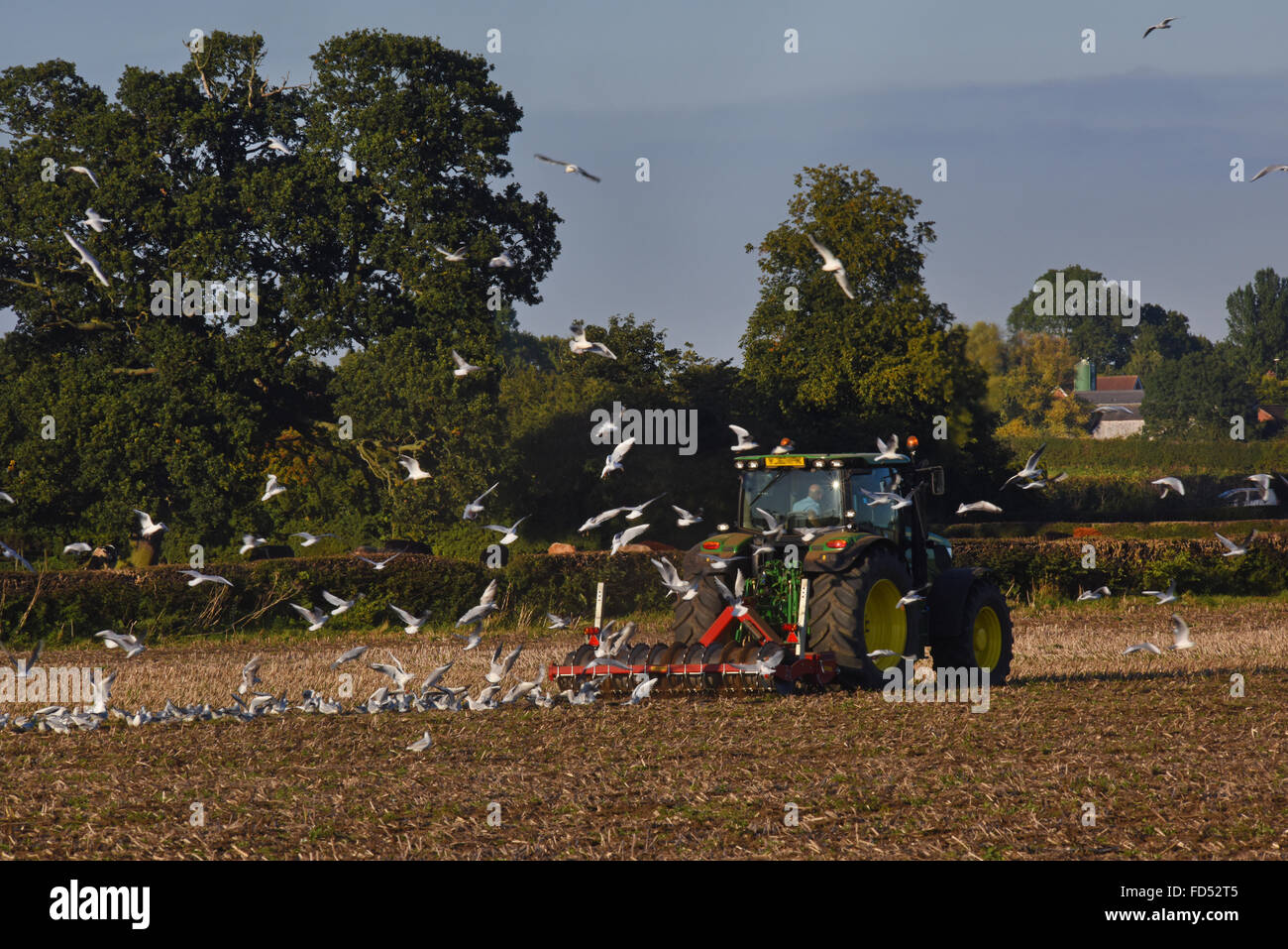 Goélands après agriculteur cultivant le sol prêt pour l'ensemencement york Royaume-Uni Banque D'Images