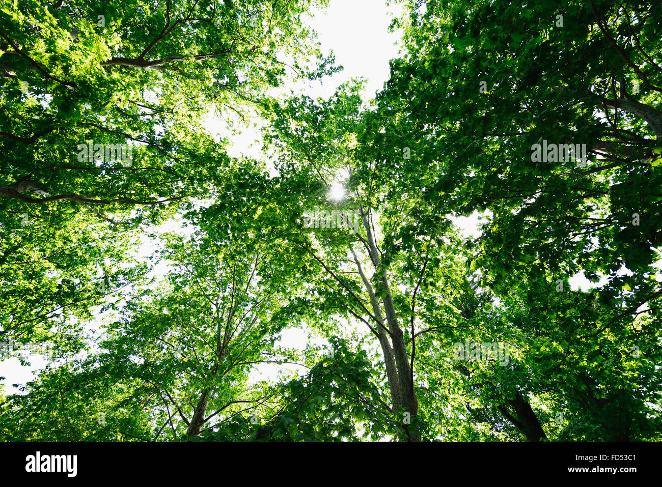 Feuilles vertes Banque D'Images