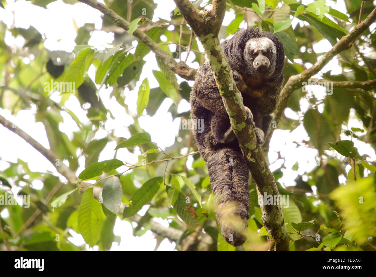 Une Guinée Saki Monkey (Pithecia aequatorialis) pairs vers le bas à travers la forêt tropicale Banque D'Images