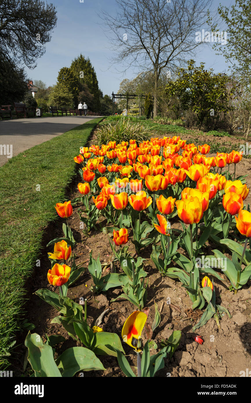 Tulipes sur Roath Park Lake à Cardiff, Pays de Galles, Royaume-Uni Banque D'Images