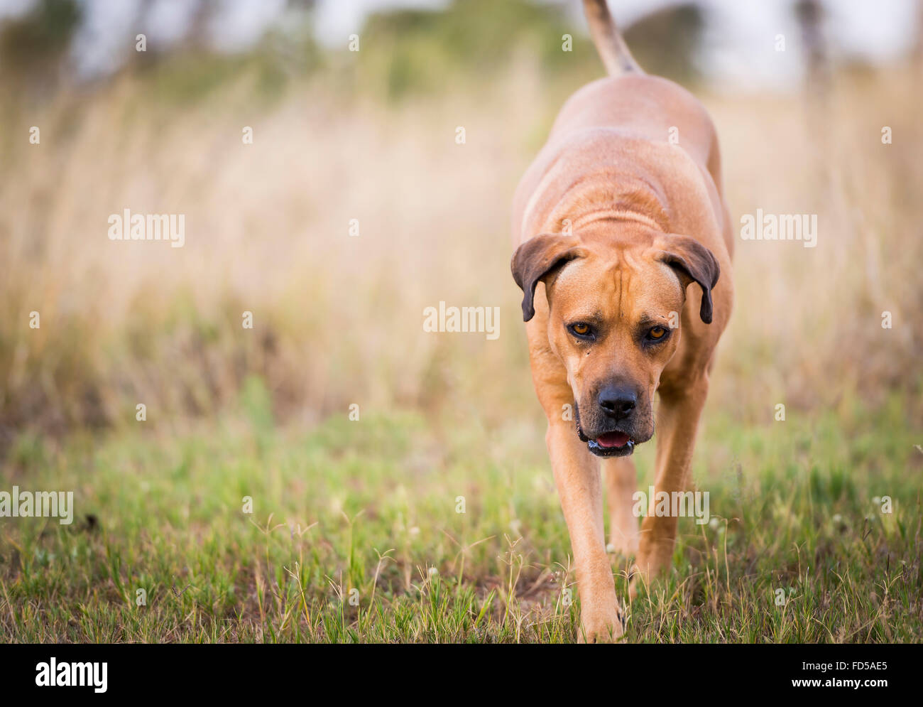Boerboel ou chien Mâtin de l'Afrique du Sud à l'herbe Banque D'Images
