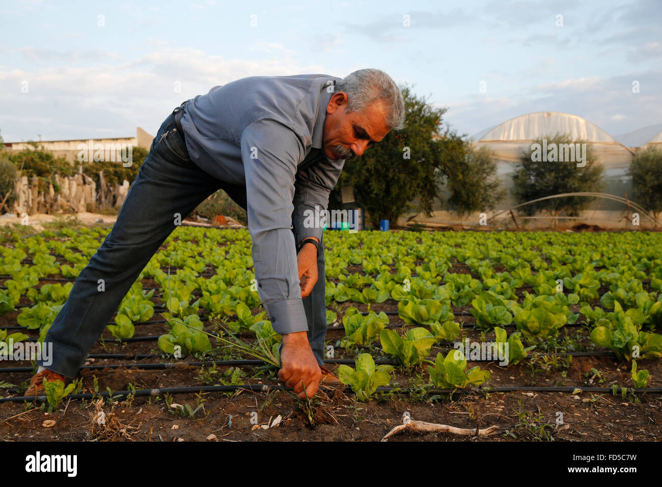 Fayez Ahmad Mohammed Odeh (Taneeb) a reçu un prêt de 7 000 $ US pour la microfinance ACAD cultiver fruits et légumes. Banque D'Images