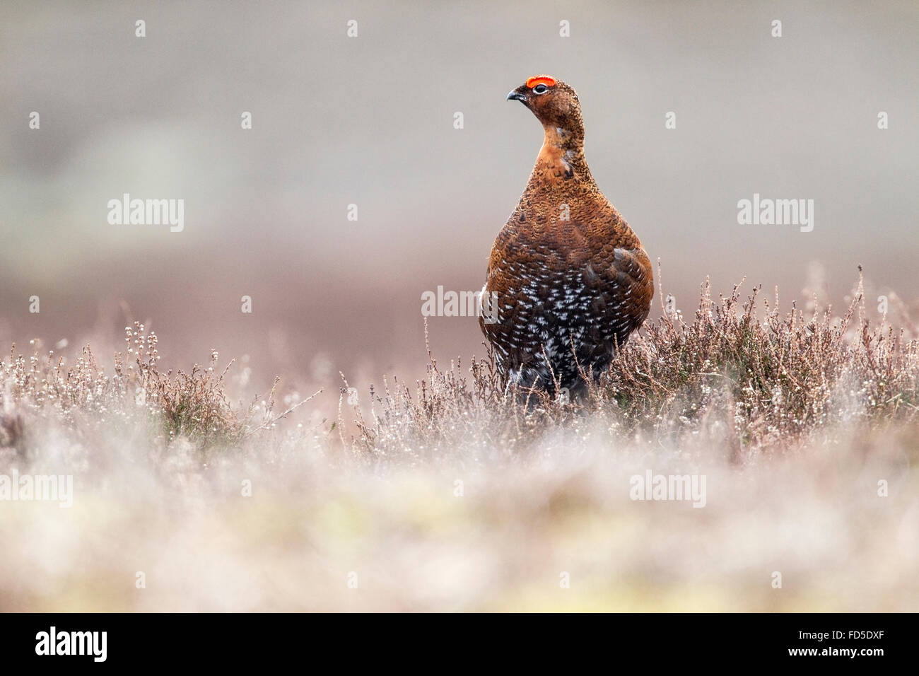 Lagopède des saules (Lagopus lagopus scotica) mâle adulte dans la lande de bruyère au printemps, Yorkshire, Angleterre Banque D'Images