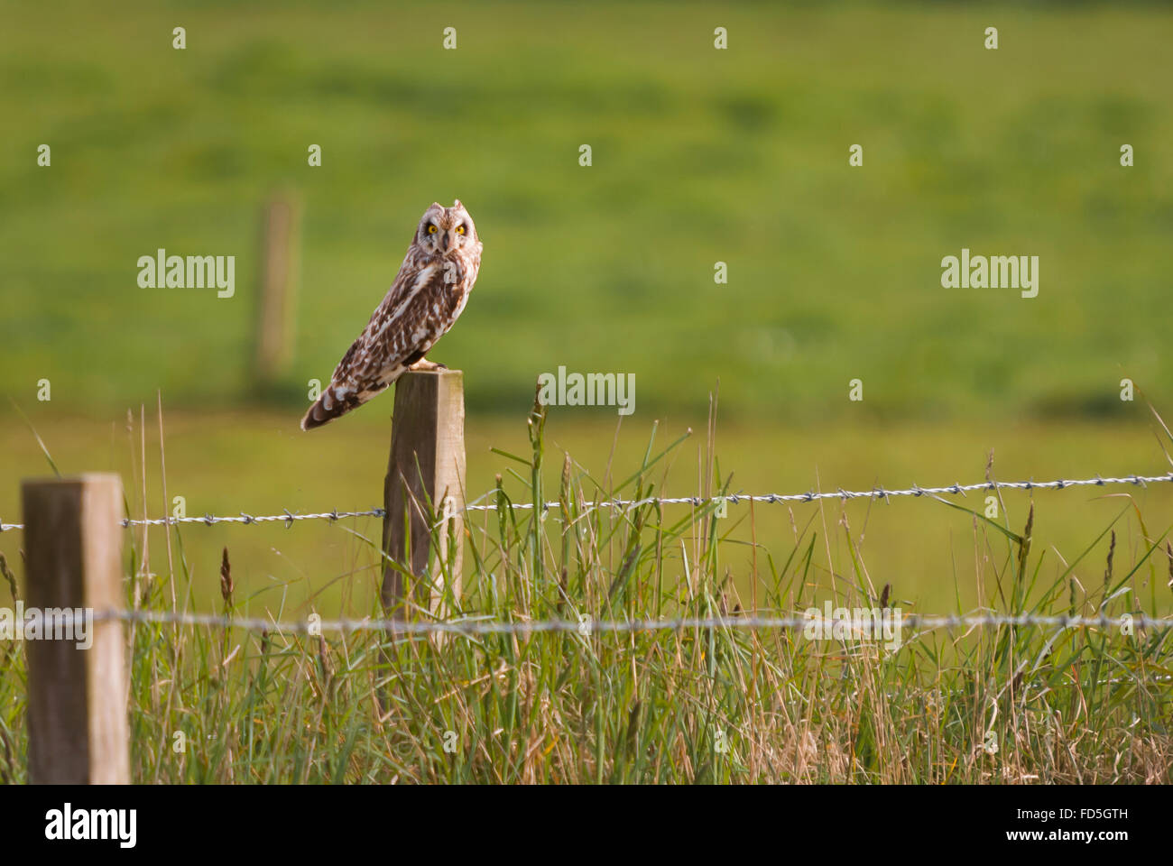 Un hibou des marais (Asio flammeus), sur un piquet de clôture dans les Orcades, en Écosse Banque D'Images