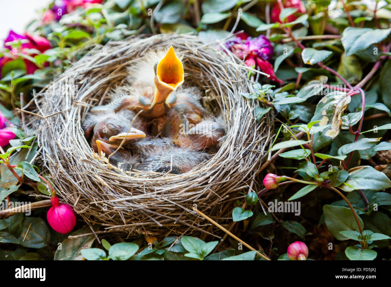 Robins bébé dans un nid, qui a été construit dans une belle floraison bush. Banque D'Images