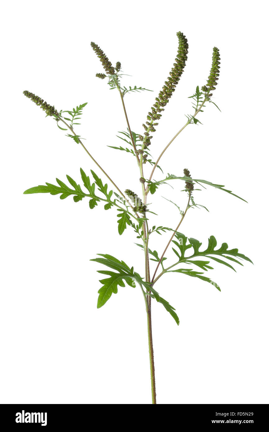 La petite herbe à poux des plantes sur fond blanc Banque D'Images