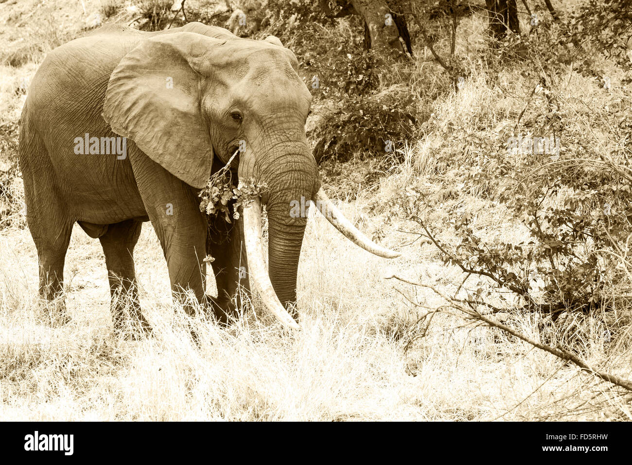 Gros éléphants tusker Banque D'Images