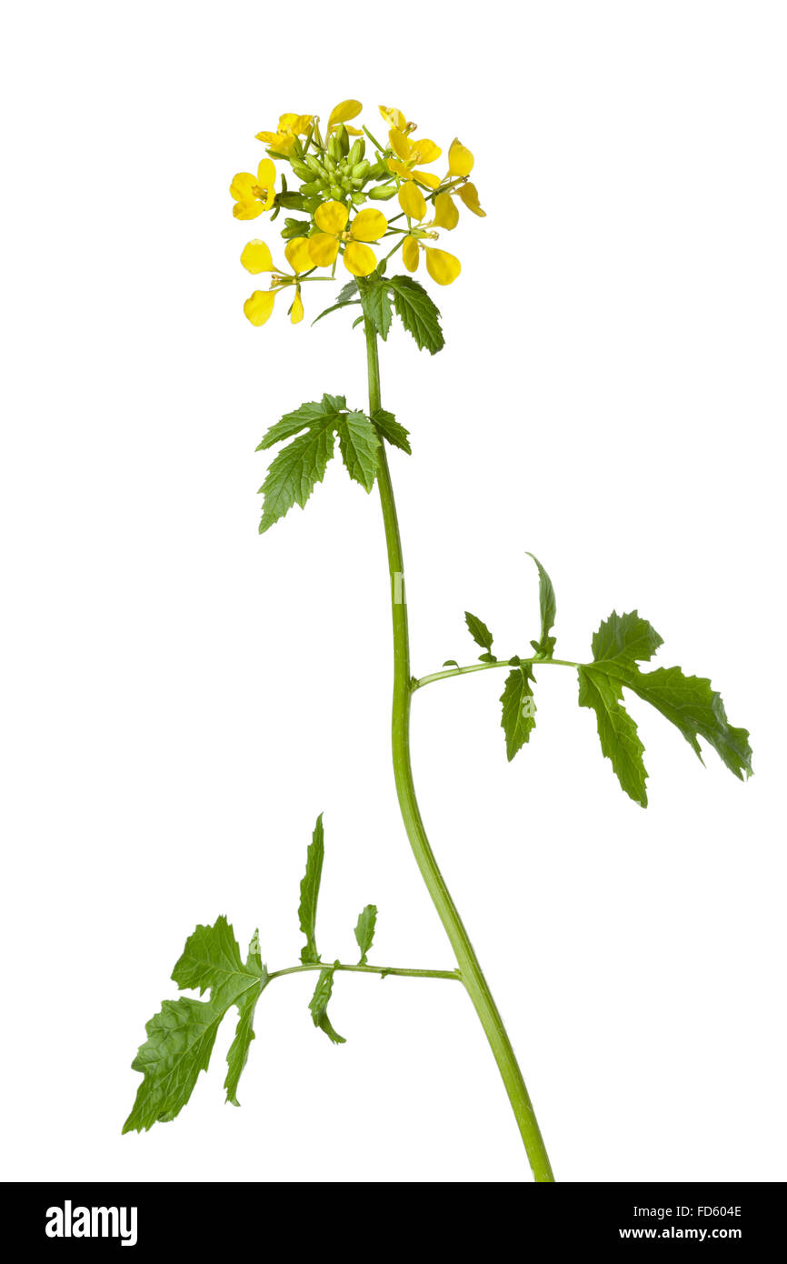 Plant de moutarde blanche sur fond blanc Banque D'Images