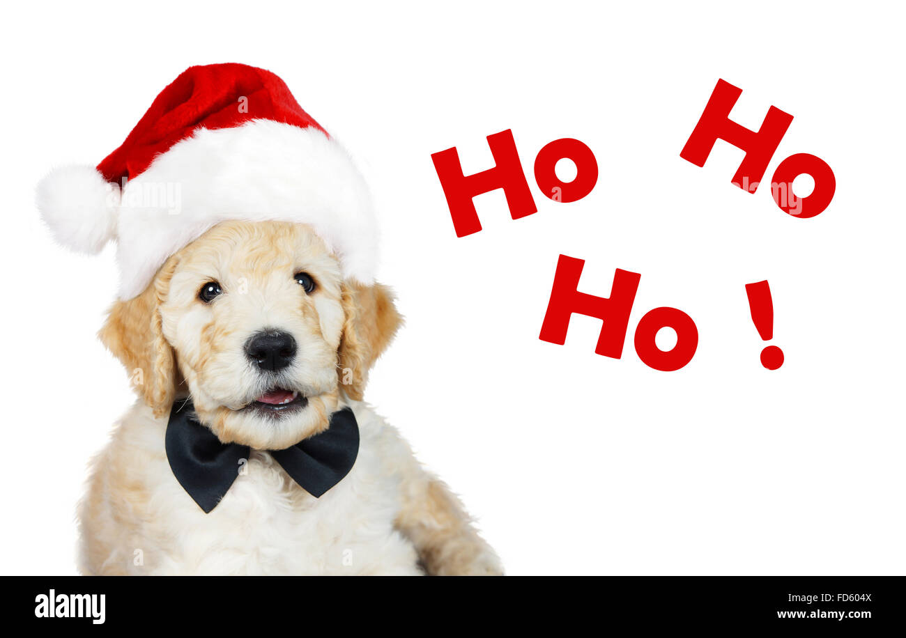 Cute puppy goldendoodle avec Santa Christmas hat et noeud papillon noir Banque D'Images