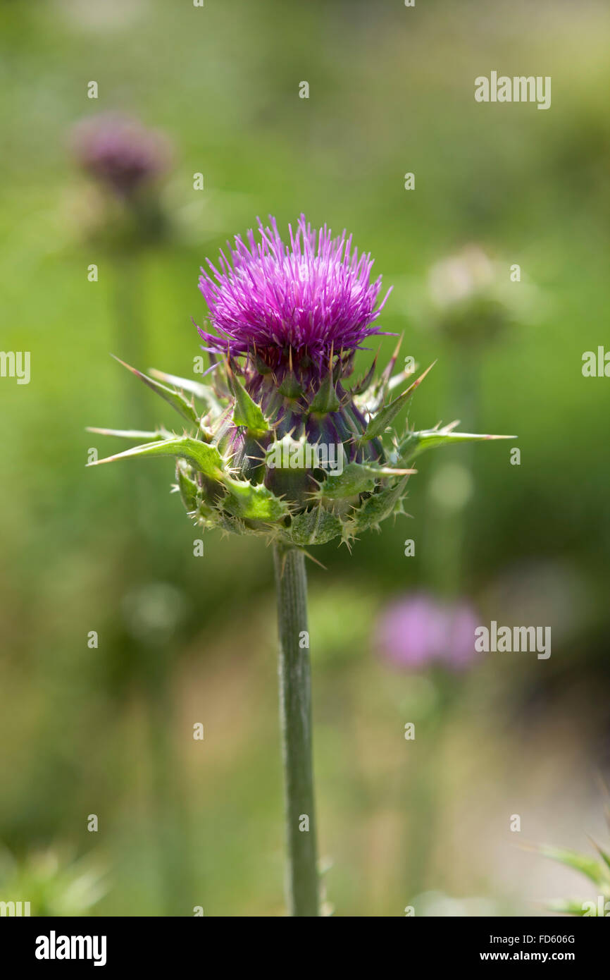 La floraison le chardon de lait frais Banque D'Images