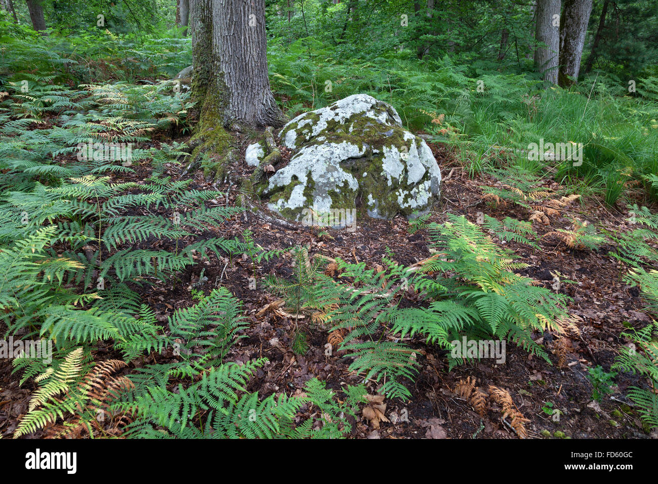 Fougères et un rocher avec de la mousse dans le bois Banque D'Images