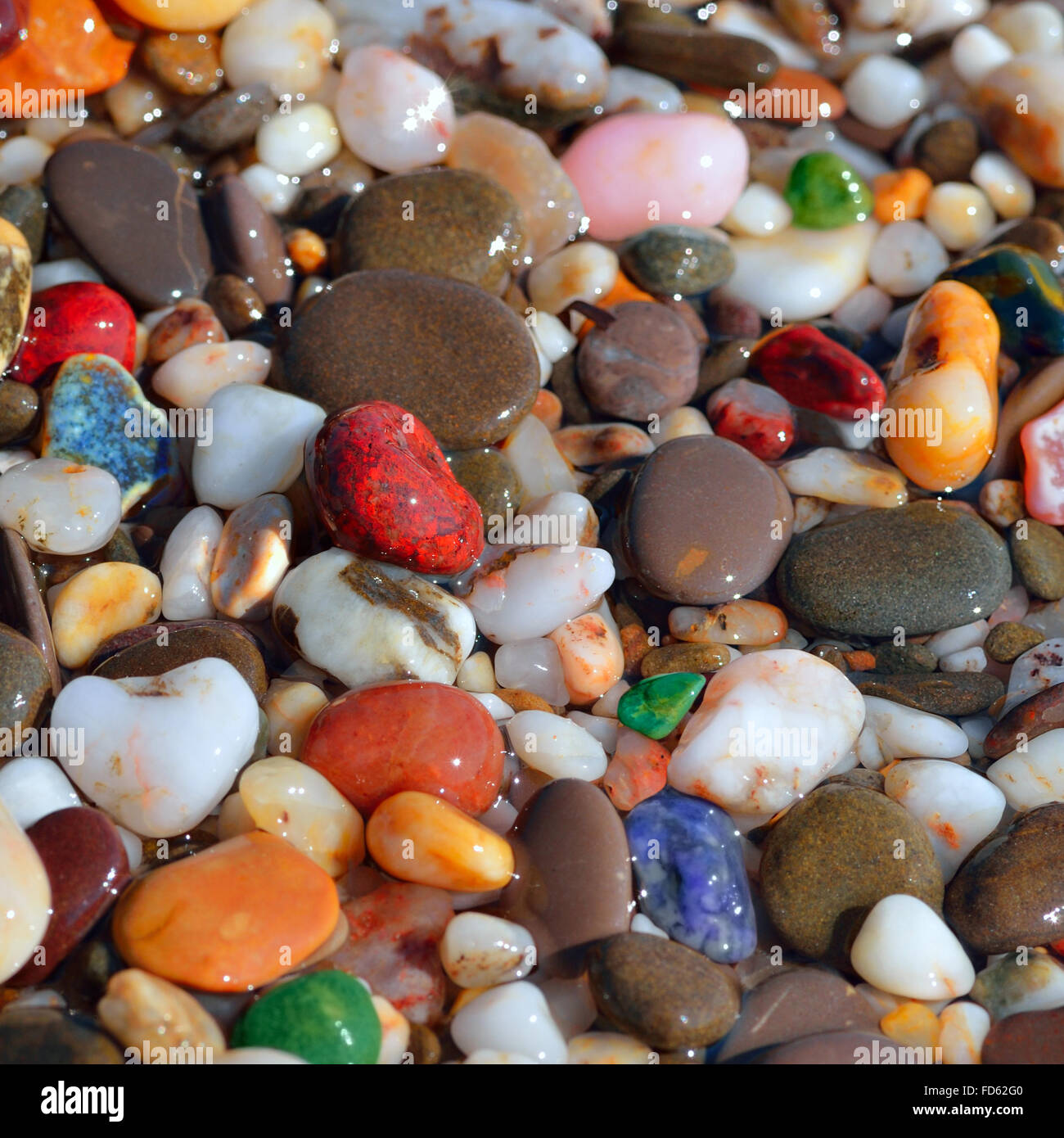 Humide, cailloux multicolores sur le bord de la mer . Banque D'Images