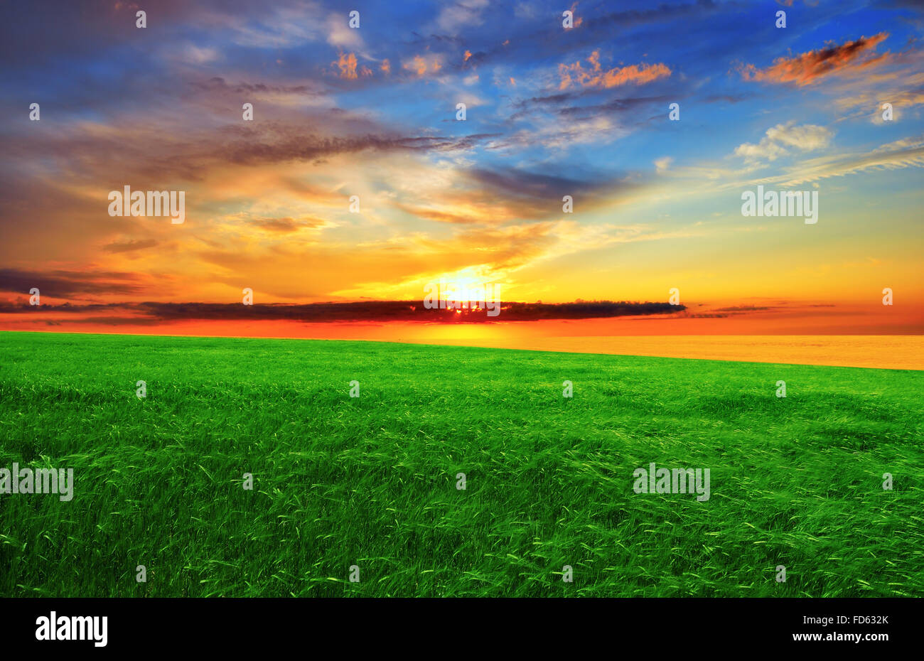 Plus de coucher de soleil spectaculaire le champ vert. Paysage d'été. Banque D'Images