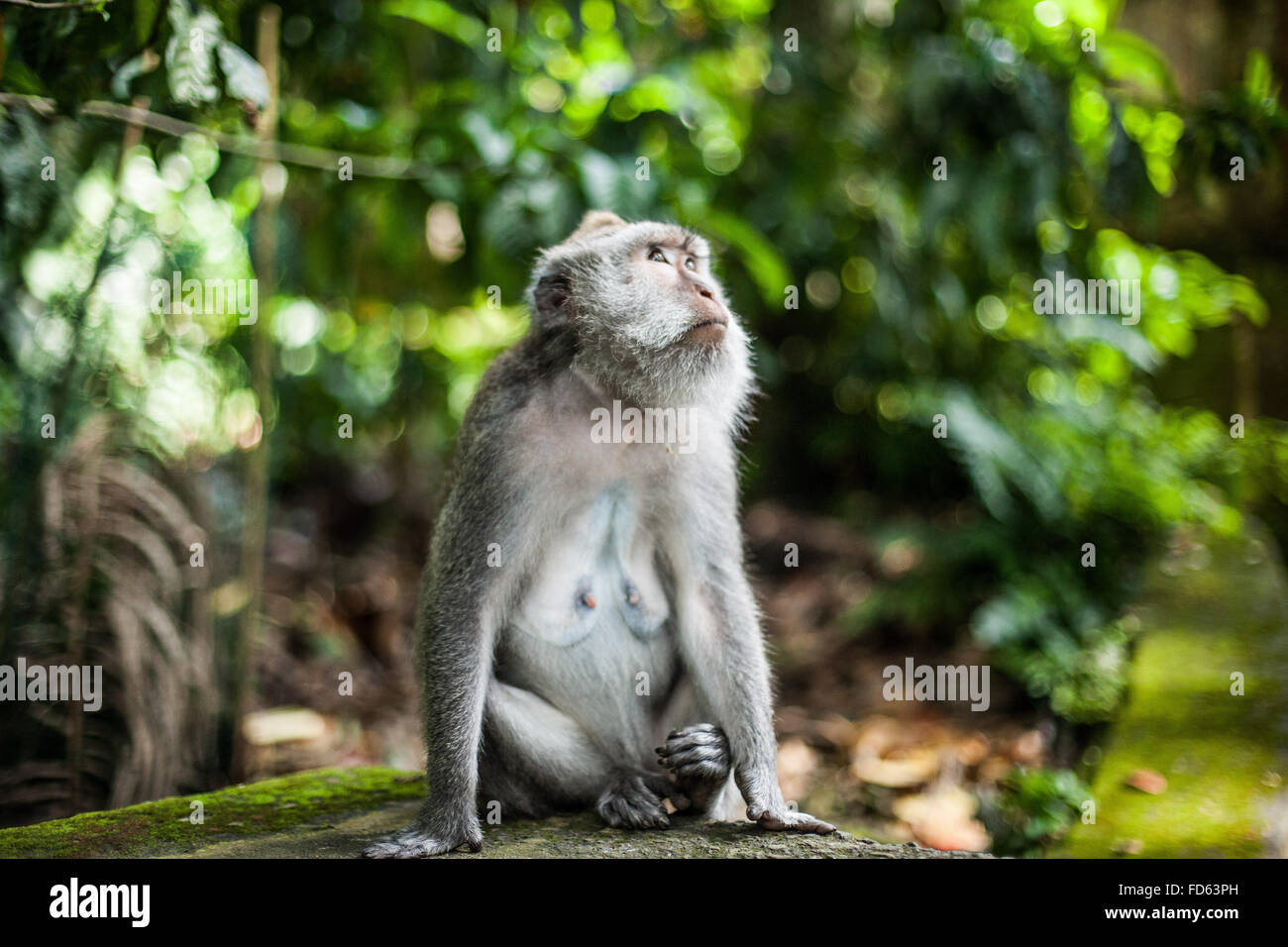 Portrait de Monkey Banque D'Images