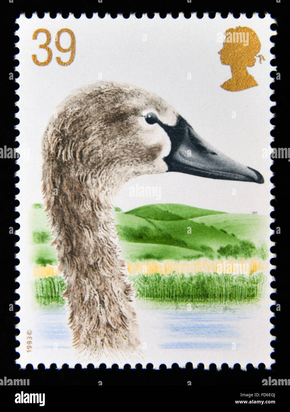 Timbre-poste. La Grande-Bretagne. La reine Elizabeth II. 1993. 600ème. Anniversaire d'Abbotsbury Swannery. 39p. Banque D'Images