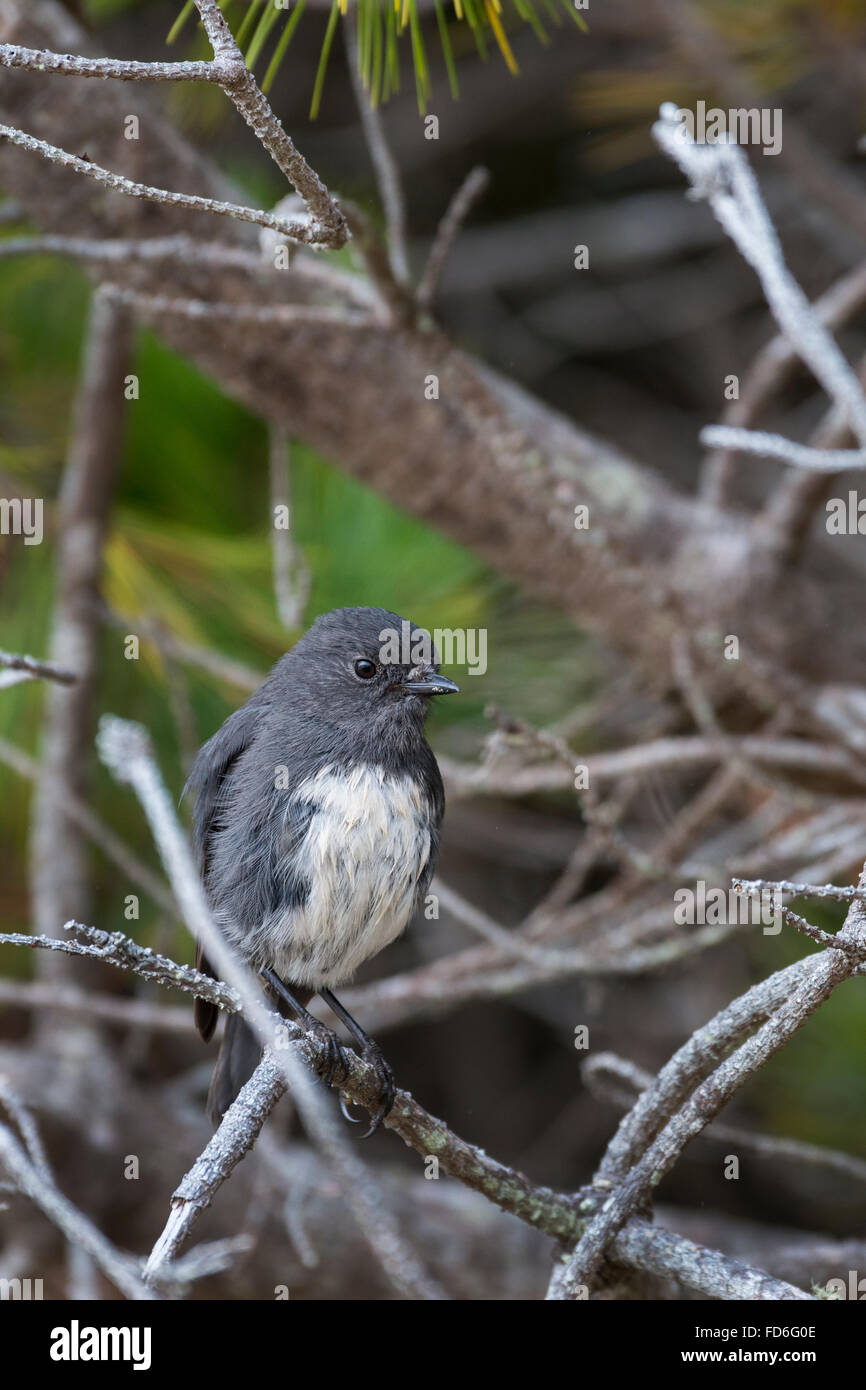 La Nouvelle-Zélande, l'Ulva Island. L'île Stewart robin dans les habitats forestiers (Petroica australis rakiura) sous-espèces. Banque D'Images