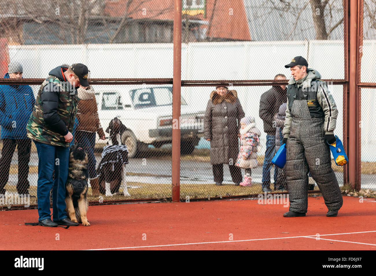 GOMEL, Bélarus - 21 Février 2014 : formation de chien berger allemand à Gomel club sportif régional et décoratives d'élevage de chiens. Banque D'Images
