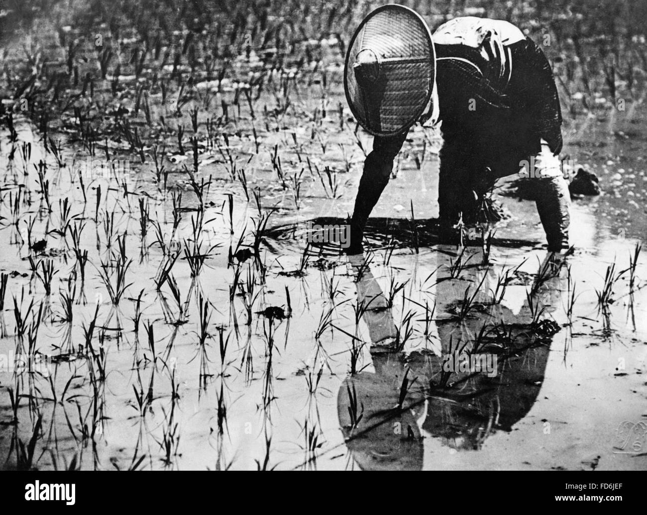 Agriculteur de riz japonais à Kamakura, 1930 Banque D'Images