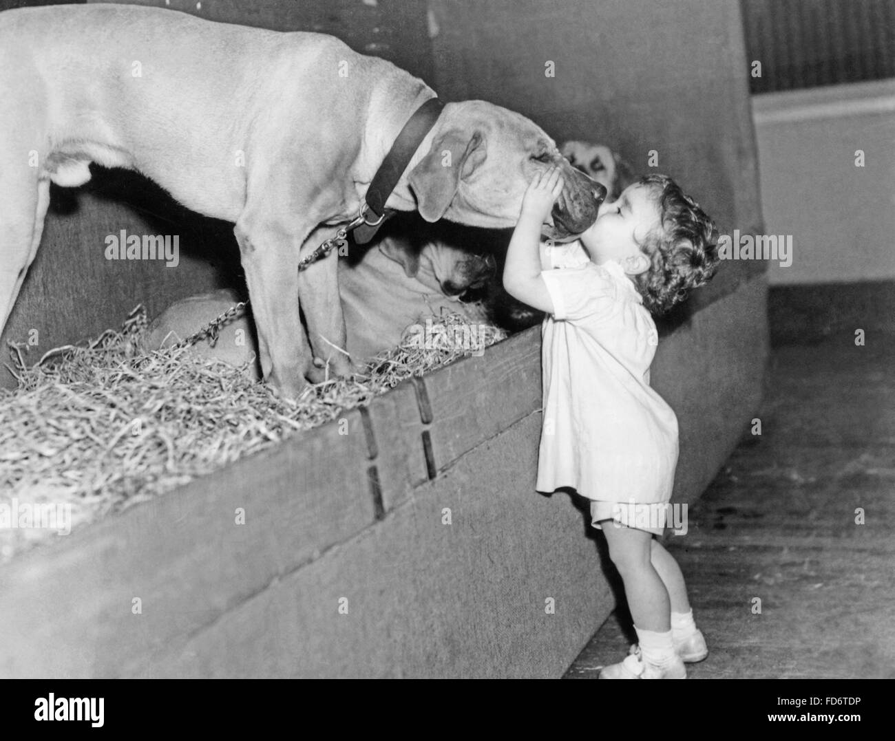 Tout-petit s'embrasser un chien, 1935 Banque D'Images