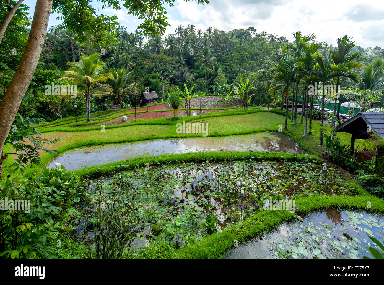 Hôtel complexe dans un bon hôtel de ville de Ubud, palmiers, surfaces de l'eau, Ubud, Bali, Indonésie, Asie Banque D'Images