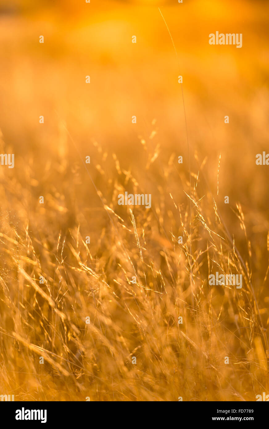 Grass in soft focus avec une faible profondeur de champ dans la lumière au coucher du soleil d'or Banque D'Images