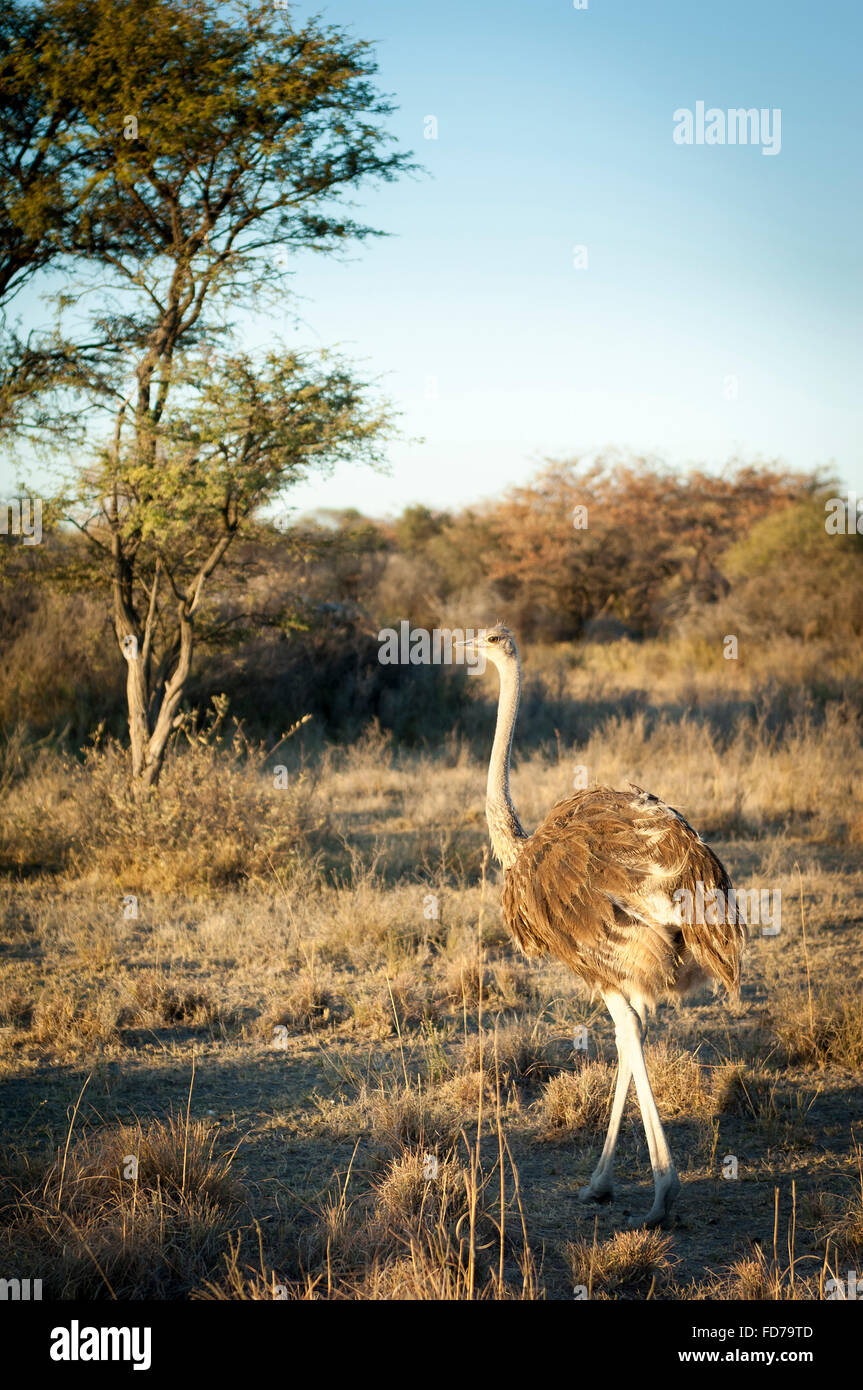 Grande autruche sauvage au Botswana, l'Afrique alors que sur Safari Banque D'Images