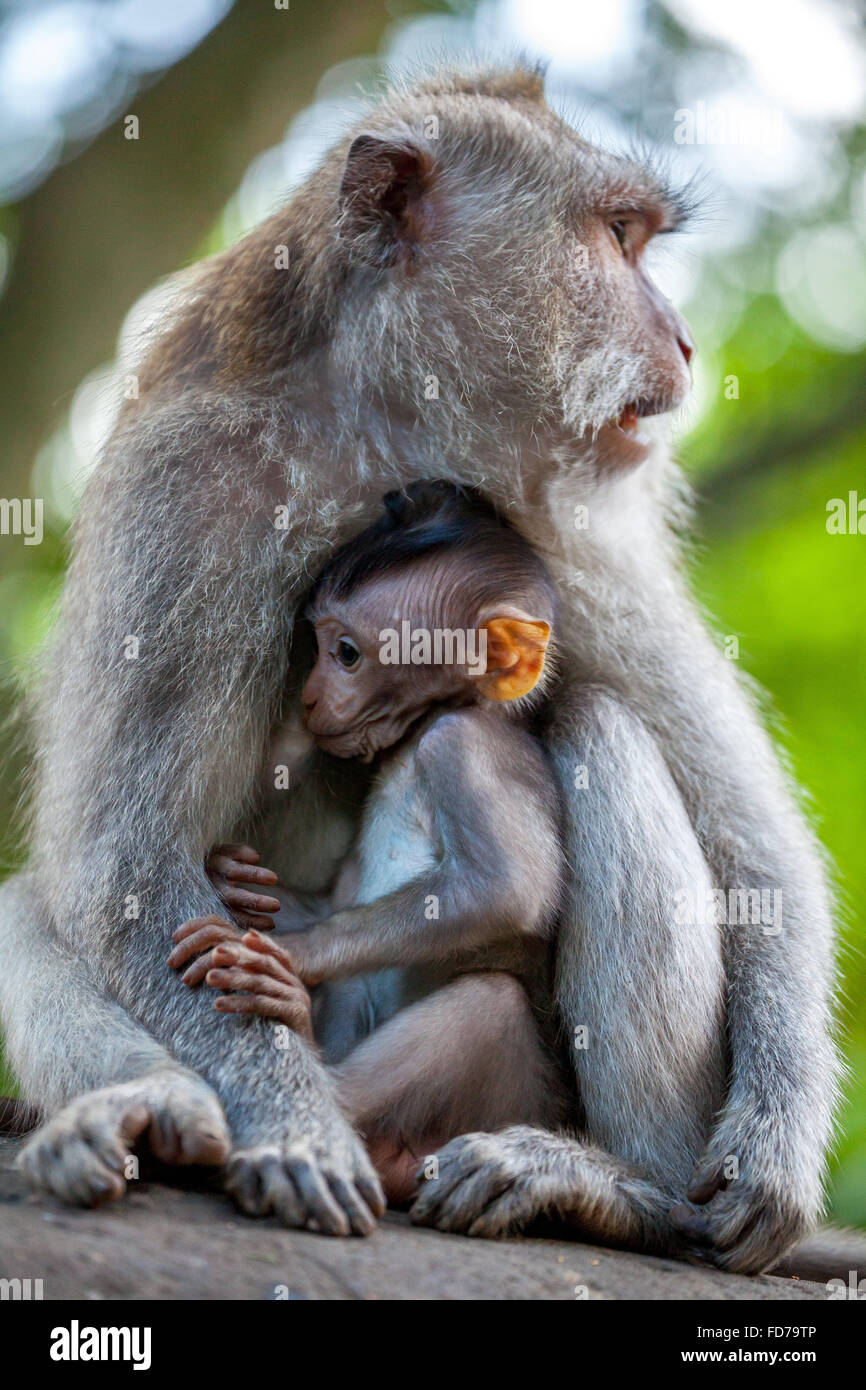 Macaque à longue queue (Macaca fascicularis), bébé singe avec une pierre ronde, l'ape famille avec bébés, bébé singe, mur de pierre, Ubud Banque D'Images
