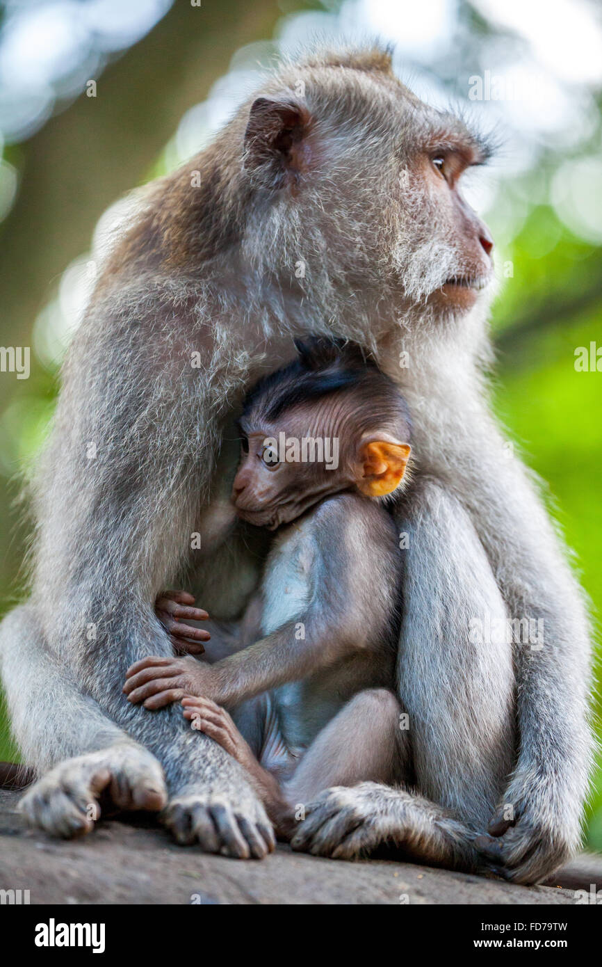 Macaque à longue queue (Macaca fascicularis), bébé singe avec une pierre ronde, l'ape famille avec bébés, bébé singe, mur de pierre, Ubud Banque D'Images