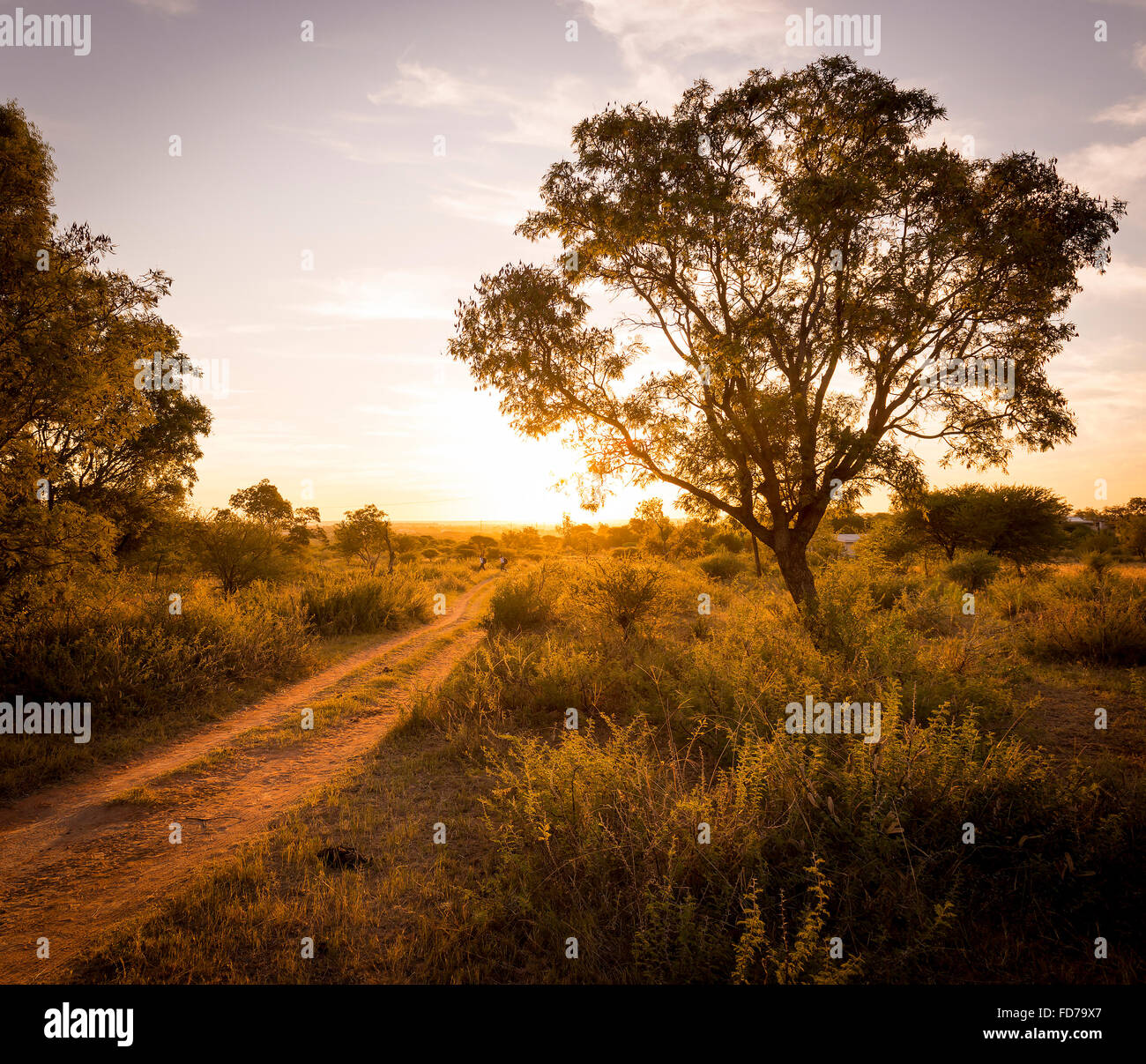 Coucher de chevrons sur une route en Afrique avec des arbres autour d'elle et l'herbe haute Banque D'Images