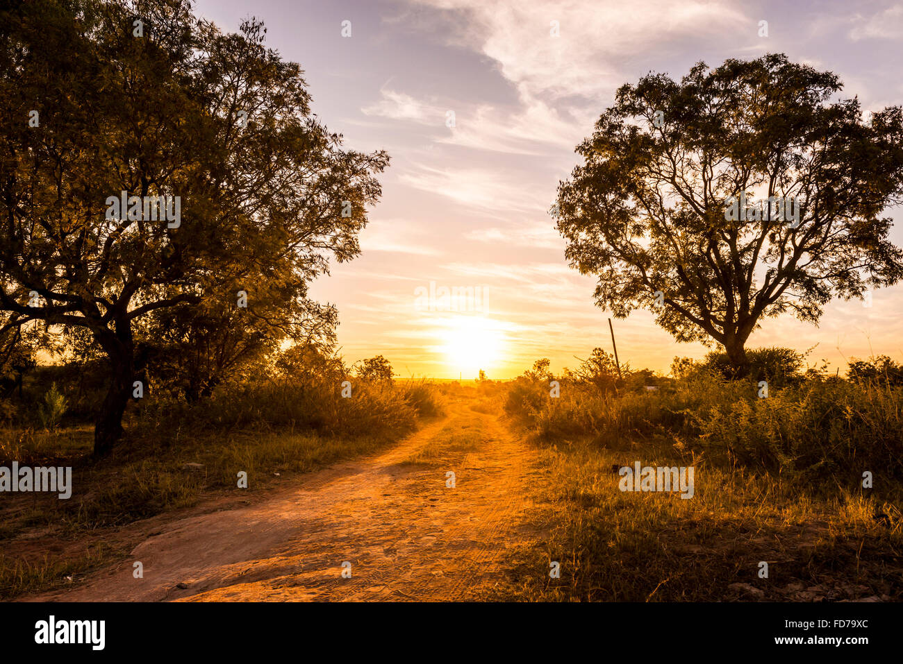 Coucher de chevrons sur une route en Afrique avec des arbres autour d'elle et l'herbe haute Banque D'Images